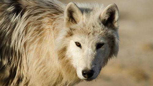 Nature Season 36 Episode 7 - Arctic Wolf Pack