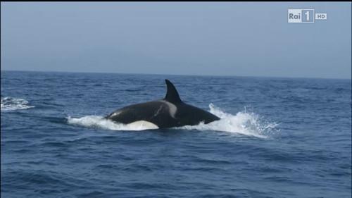 Superquark Season 20 Episode 4 - Episode 4