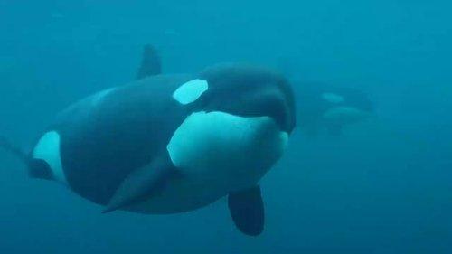 72 Dangerous Animals: Latin America Season 1 Episode 2 - Deathly Bite