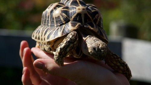 Secrets of the Zoo Season 4 Episode 4 - Wolf Pup Watch