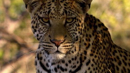 Animal Fight Night Season 4 Episode 3 - Fangs of Fury