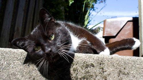 Cats of Claw Hill Season 1 Episode 3 - If Looks Could Kill