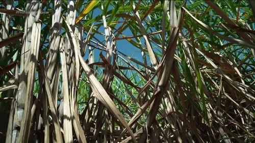 Profissão Repórter Season 17 Episode 11 - Episode 11