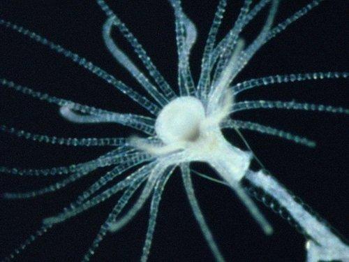 Life on Earth Season 1 Episode 1 - The Infinite Variety