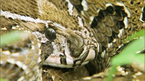 72 Dangerous Animals: Asia Season 1 Episode 10 - The Bold and the Brutal