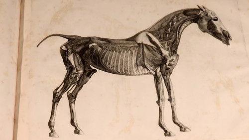 Time Team Season 19 Episode 4 - The First King of Racing - Newmarket, Suffolk