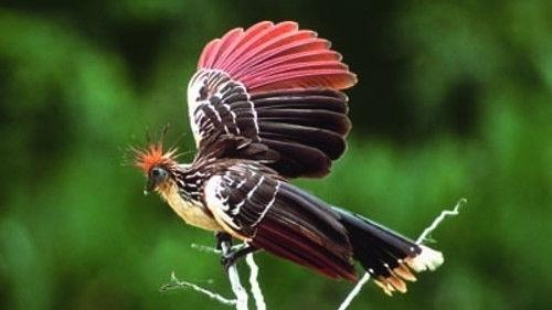 Natural World Season 17 Episode 8 - Manu: Amazon Paradise