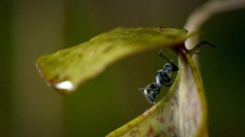 Planet Weird Season 1 Episode 4 - Sidekicks