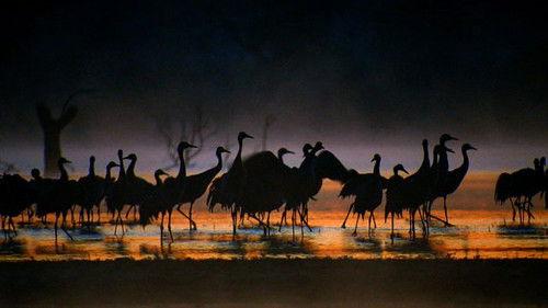 Countryfile Season 31 Episode 2 - Somerset Levels