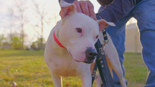 Pit Bulls and Parolees Season 18 Episode 6 - The Road Ahead