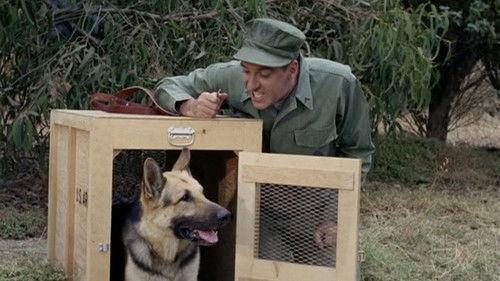 Gomer Pyle, U.S.M.C. Season 2 Episode 5 - Gomer Untrains a Dog
