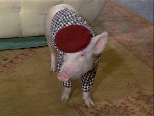 Green Acres Season 5 Episode 4 - A Tale of a Tail