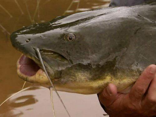River Monsters Season 1 Episode 2 - Killer Catfish