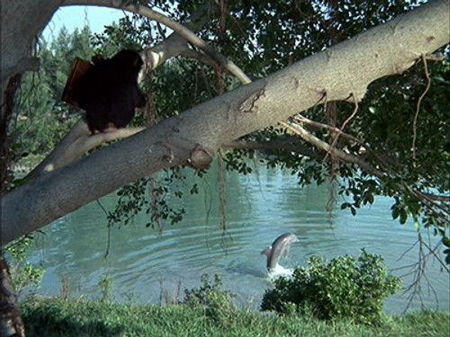 Flipper Season 1 Episode 26 - Flipper and the Elephant (3)