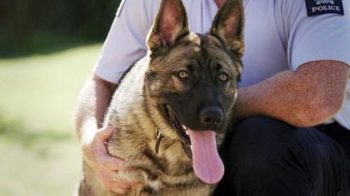 Dog Squad Puppy School Season 1 Episode 8 - Episode 8