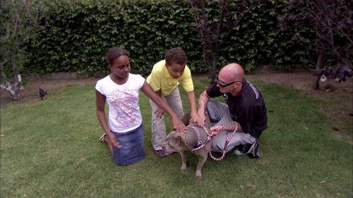 Pit Bulls and Parolees Season 2 Episode 7 - Breaking Point