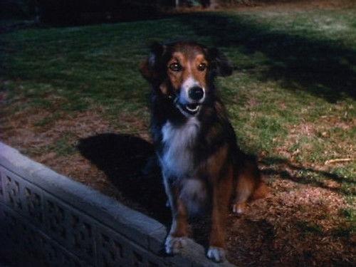 Highway to Heaven Season 5 Episode 12 - It's a Dog's Life