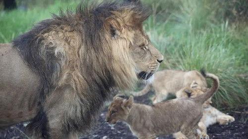 Taronga: Who's Who In The Zoo Season 3 Episode 4 - Lion Pride