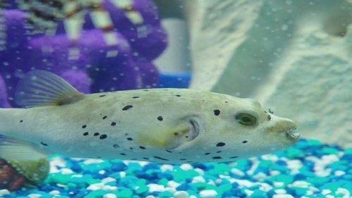 Tanked Season 2 Episode 4 - Roll with It