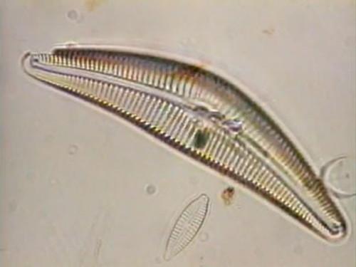 Forensic Files Season 2 Episode 12 - Micro-Clues