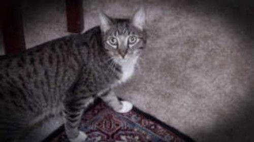 My Cat from Hell Season 6 Episode 6 - Appetite for Destruction