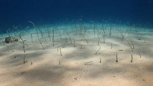 Wildest Islands of Indonesia Season 1 Episode 4 - Secret Worlds