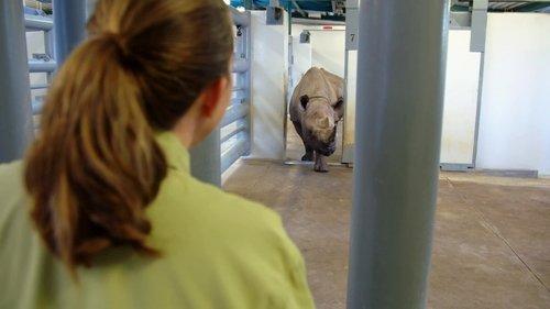 Magic of Disney's Animal Kingdom Season 2 Episode 5 - Gorilla Divemaster