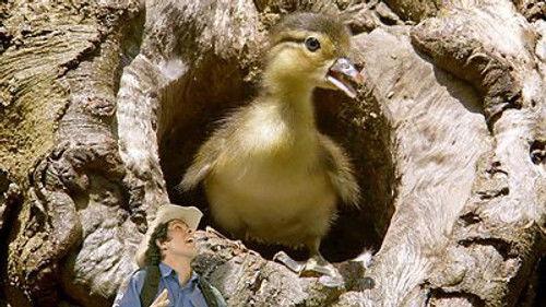 Andy's Wild Adventures Season 2 Episode 7 - Mandarin Ducks