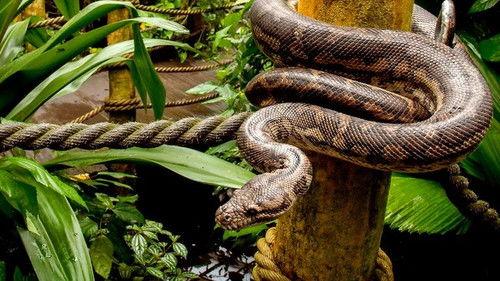 Jonahs dyreverden Season 2 Episode 5 - Episode 5