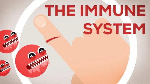 Kurzgesagt - In a Nutshell Season 2 Episode 9 - The Immune System Explained I — Bacteria Infection