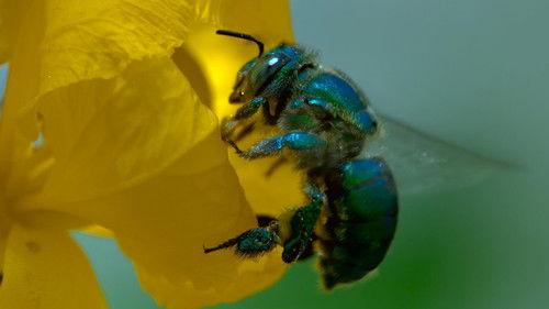 Queens Season 1 Episode 3 - Tiny Jungle Queens