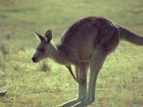 Life on Earth Season 1 Episode 9 - The Rise of the Mammals