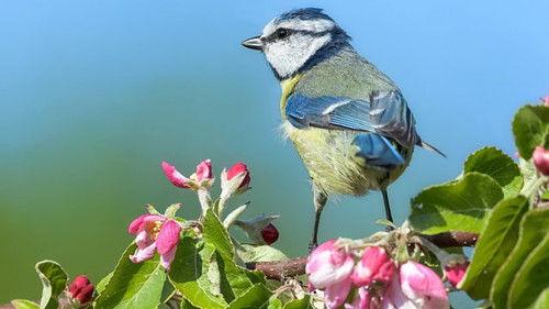 Springwatch Season 18 Episode 5 - Episode 5
