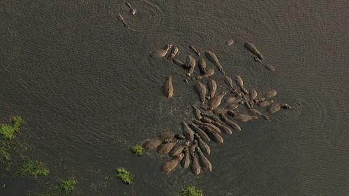 Animal Fight Night Season 4 Episode 1 - Clash of Titans