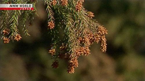 Learn Japanese from the News Season 2 Episode 4 - Pollen Levels in Tokyo This Spring Projected to be Fourth Highest on Record