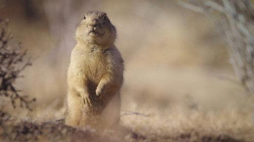 Prairie Dog Manor Season 1 Episode 3 - New Sheriff in Town