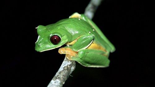 undefined Season 1 Episode 8 - Jungles