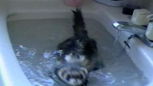 Funniest Pets & People Season 2 Episode 6 - Sink or Swim