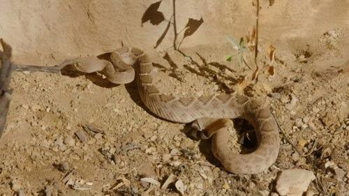 Crikey! It's the Irwins Season 2 Episode 11 - Robert & The Rattlesnakes