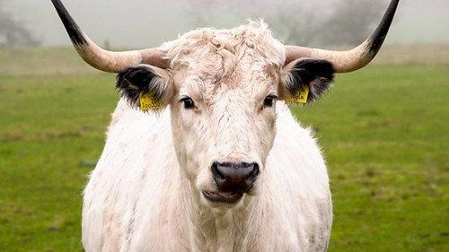 Countryfile Season 35 Episode 6 - Allerton