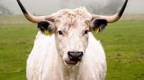 Countryfile Season 35 Episode 6 - Allerton