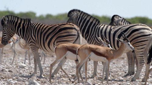 Kouzlo Afriky Season 1 Episode 9 - Episode 9