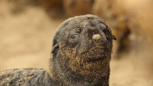 Wild Babies Season 1 Episode 1 - New Arrivals