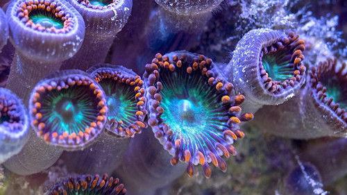 NOVA Season 48 Episode 7 - Reef Rescue