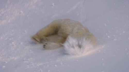 Round Planet Season 1 Episode 1 - Arctic