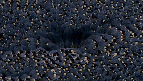 Round Planet Season 1 Episode 6 - Penguins