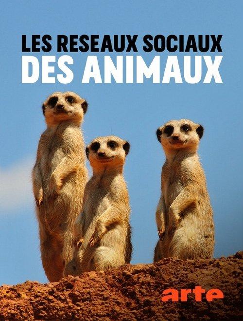 Animal Social Network poster