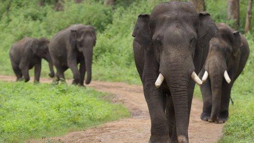 Our Planet Season 2 Episode 4 - Chapter 4: Freedom to Roam