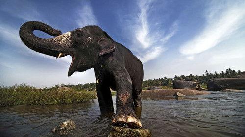 Nature Season 15 Episode 7 - The Elephant Men