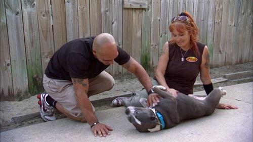 Pit Bulls and Parolees Season 5 Episode 7 - A New Future